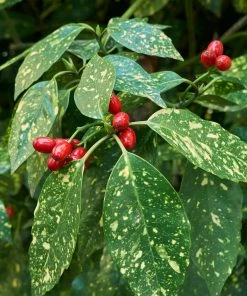 Fast Growing Trees Full Landscape Kits For Any Climate Warm-Climate Shade Garden Kit