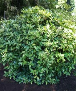 Fast Growing Trees Laurel Shrubs Japanese Gold Dust Aucuba Shrub