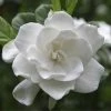 Fast Growing Trees August Beauty Gardenia Shrub Gardenias