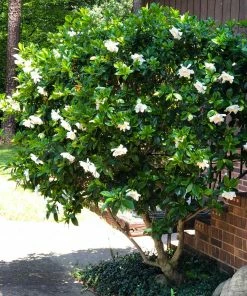 Fast Growing Trees August Beauty Gardenia Shrub Gardenias