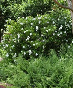 Fast Growing Trees August Beauty Gardenia Shrub Gardenias