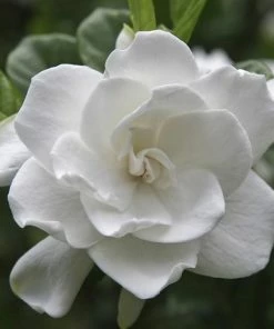 Fast Growing Trees August Beauty Gardenia Shrub Gardenias