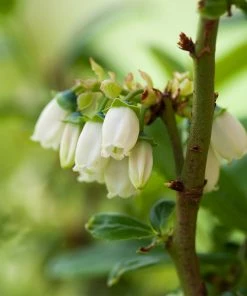Fast Growing Trees Blueberry Bushes Aurora Blueberry Bush 10 Fast Growing Trees Blueberry Bushes Aurora Blueberry Bush