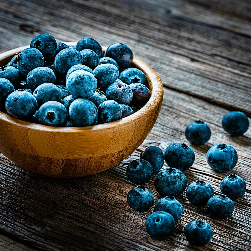 Fast Growing Trees Blueberry Bushes Aurora Blueberry Bush 7 Fast Growing Trees Blueberry Bushes Aurora Blueberry Bush