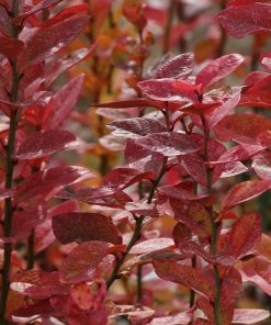 Fast Growing Trees Blueberry Bushes Aurora Blueberry Bush 11 Fast Growing Trees Blueberry Bushes Aurora Blueberry Bush