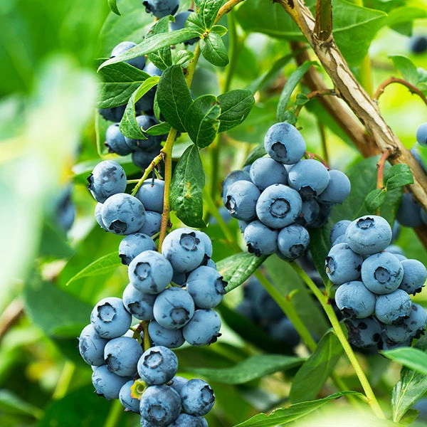 Fast Growing Trees Blueberry Bushes Aurora Blueberry Bush 3 Fast Growing Trees Blueberry Bushes Aurora Blueberry Bush