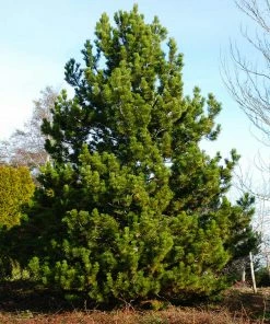 Fast Growing Trees Austrian Pine Tree