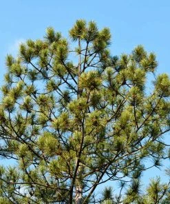 Fast Growing Trees Austrian Pine Tree