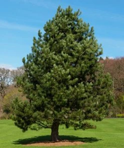 Fast Growing Trees Austrian Pine Tree