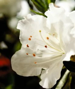 Fast Growing Trees Autumn Angel® Encore® Azalea