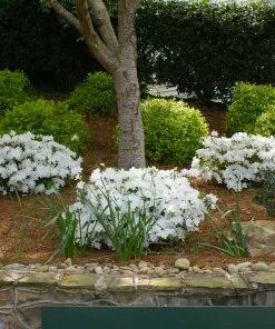 Fast Growing Trees Autumn Angel® Encore® Azalea