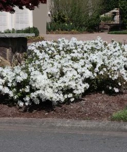 Fast Growing Trees Autumn Angel® Encore® Azalea