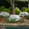Fast Growing Trees Autumn Angel® Encore® Azalea