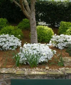 Fast Growing Trees Autumn Angel® Encore® Azalea