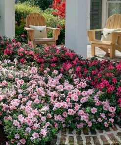 Fast Growing Trees Azaleas Autumn Belle™ Encore® Azalea Shrub