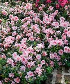 Fast Growing Trees Azaleas Autumn Belle™ Encore® Azalea Shrub