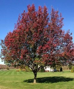 Fast Growing Trees Flowering Pear Trees Autumn Blaze Flowering Pear Tree