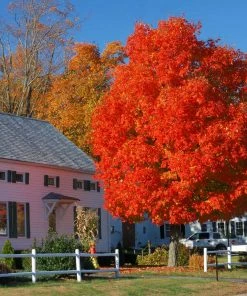 Fast Growing Trees Autumn Blaze® Red Maple Tree Maple Trees