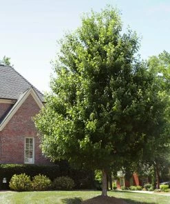 Fast Growing Trees Autumn Blaze® Red Maple Tree Maple Trees