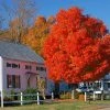 Fast Growing Trees Autumn Blaze® Red Maple Tree Maple Trees 1 Fast Growing Trees Autumn Blaze® Red Maple Tree Maple Trees