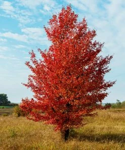 Fast Growing Trees Flowering Pear Trees Autumn Blaze Flowering Pear Tree