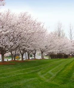 Fast Growing Trees Cherry Blossom Trees Autumn Cherry Tree