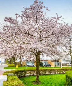 Fast Growing Trees Cherry Blossom Trees Autumn Cherry Tree