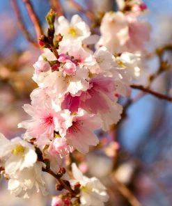 Fast Growing Trees Cherry Blossom Trees Autumn Cherry Tree
