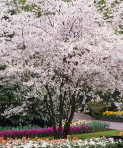 Fast Growing Trees Cherry Blossom Trees Autumn Cherry Tree