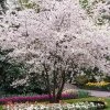Fast Growing Trees Cherry Blossom Trees Autumn Cherry Tree