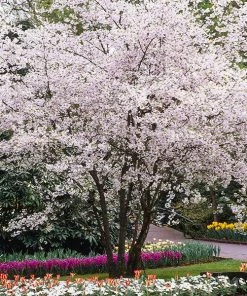 Fast Growing Trees Cherry Blossom Trees Autumn Cherry Tree