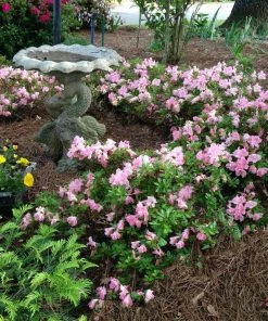 Fast Growing Trees Autumn Debutante® Encore® Azalea