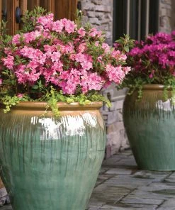 Fast Growing Trees Autumn Debutante® Encore® Azalea