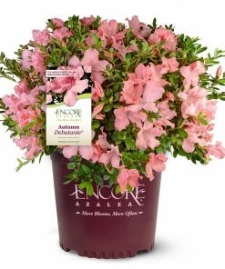Fast Growing Trees Autumn Debutante® Encore® Azalea