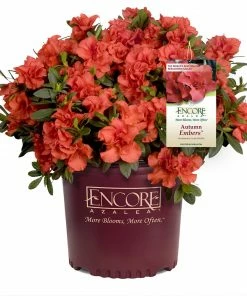 Fast Growing Trees Autumn Embers™ Encore® Azalea