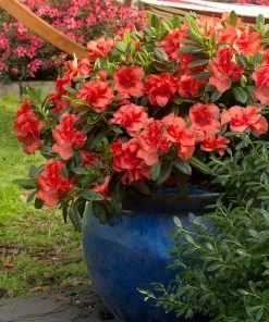 Fast Growing Trees Autumn Embers™ Encore® Azalea