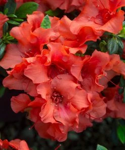 Fast Growing Trees Autumn Embers™ Encore® Azalea