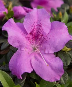 Fast Growing Trees Azaleas Autumn Lilac™ Encore® Azalea