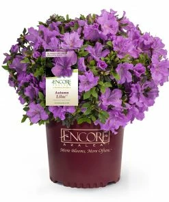 Fast Growing Trees Azaleas Autumn Lilac™ Encore® Azalea