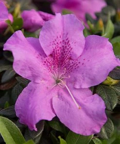 Fast Growing Trees Azaleas Autumn Lilac™ Encore® Azalea
