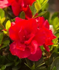 Fast Growing Trees Autumn Bonfire™ Encore® Azalea