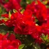 Fast Growing Trees Autumn Bonfire™ Encore® Azalea