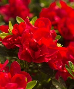 Fast Growing Trees Autumn Bonfire™ Encore® Azalea