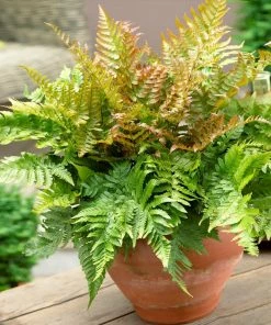 Fast Growing Trees Brilliance Autumn Fern Plant
