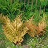 Fast Growing Trees Brilliance Autumn Fern Plant 2 Fast Growing Trees Brilliance Autumn Fern Plant