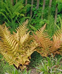Fast Growing Trees Brilliance Autumn Fern Plant