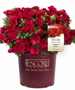 Fast Growing Trees Autumn Fire™ Encore® Azalea Shrub