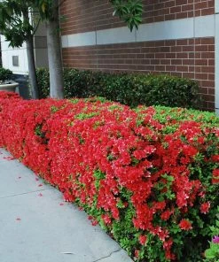 Fast Growing Trees Autumn Fire™ Encore® Azalea Shrub