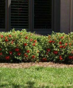 Fast Growing Trees Autumn Fire™ Encore® Azalea Shrub