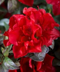 Fast Growing Trees Autumn Fire™ Encore® Azalea Shrub